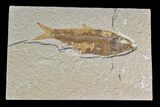 Fossil Fish (Knightia) - Wyoming #159062-1